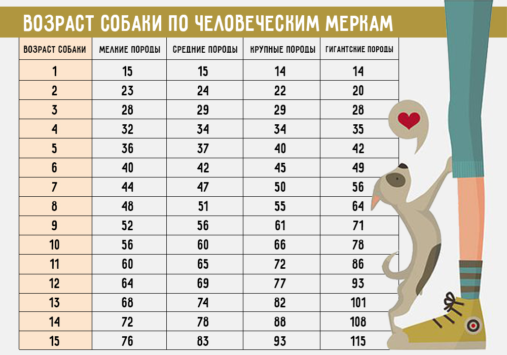Як визначити вік собаки за людськими мірками? Возраст собак по человеческим меркам