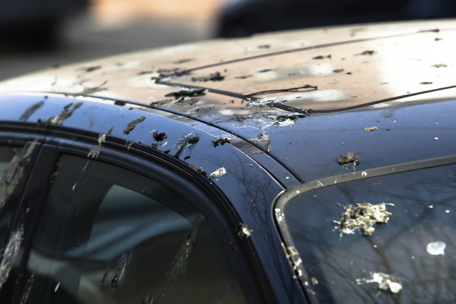 Як видалити пташиний послід з кузова автомобіля Как удалить птичий помёт
