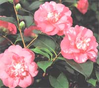 Камелія - ​​Camellia
