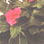 Катарантус рожевий або барвінок рожевий Catharanthus roseus