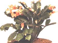 Шлумбергера (Зігокактус) / Schlumbergera (Zygocactus)
