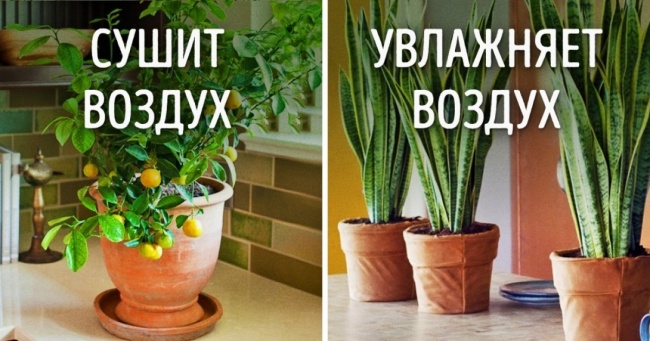 Рослини для ідеального мікроклімату в будинку Растения для микроклимата