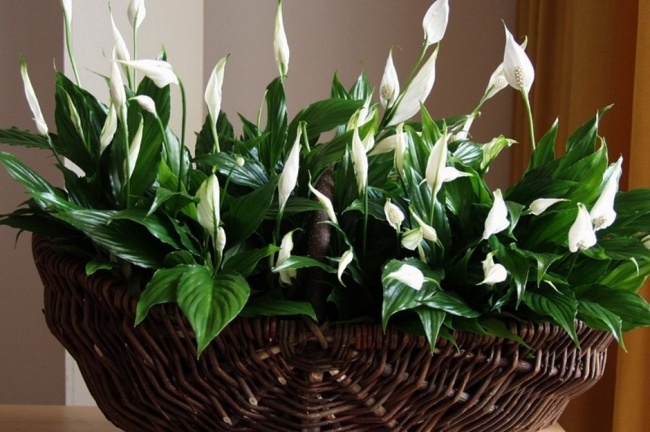 Спатифіллум (Spathiphyllum) - Рослини для ідеального мікроклімату в будинку Спатифиллум (Spathiphyllum) - Растения для микроклимата