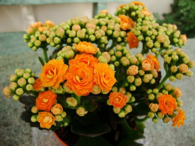 Каланхое (Kalanchoe) - Рослини для ідеального мікроклімату в будинку Каланхоэ (Kalanchoe) - Растения для микроклимата