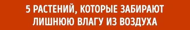Рослини для ідеального мікроклімату в будинку Растения для микроклимата