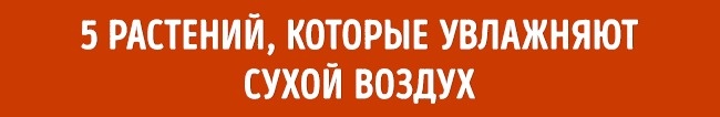 Рослини які зволожують повітря Растения для микроклимата