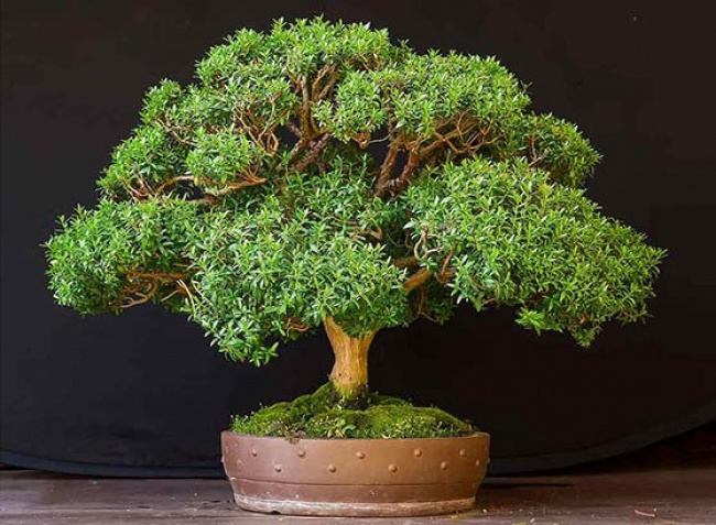 Мирт (Myrtus) - Рослини для ідеального мікроклімату в будинку Мирт (Myrtus) - Растения для микроклимата