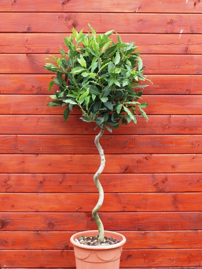 Лавр благородний (Laurus nobilis) - Рослини для ідеального мікроклімату в будинку Лавр благородный (Laurus nobilis) - Растения для микроклимата