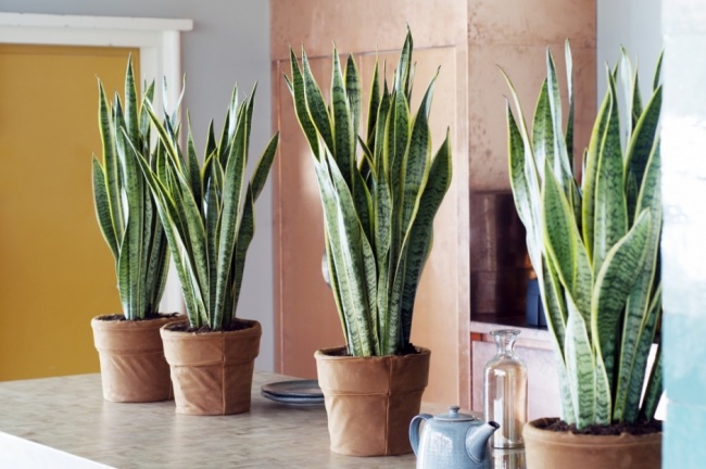 Сансевієрія (Sansevieria) - Рослини для ідеального мікроклімату в будинку Сансевиерия (Sansevieria) - Растения для микроклимата
