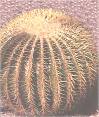 Ехинокактус - Echinocactus