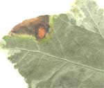 Пляма викликане поразкою гриба Phylosticta (плямистість листя)