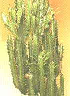 Молочай крупнорогий - Euphorbia grandicornis