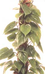 Филодендрон лазить - Philodendron scandens