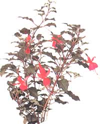 Фуксія витончена - Fuchsia gracilis