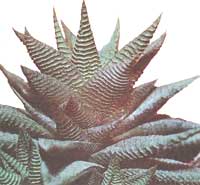Хавортія лімолістная - Haworthia limifolia