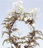Жасмин багатоквітковий Jasminum polyanthum