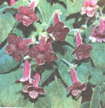 Колерія наперстянкоцветная - Kohleria digitaliflora