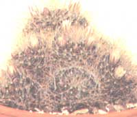 Маммілярія Вільда ​​- Mammilaria wildii