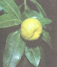 Мандарин - Citrus unshiu