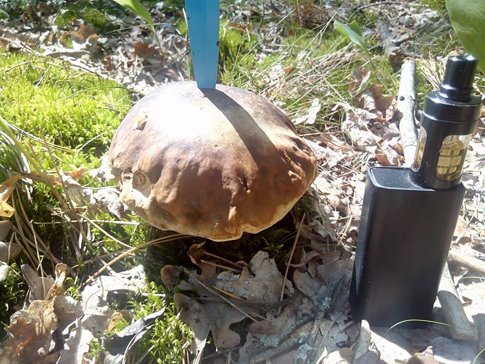 Класифікація грибів Классификация грибов