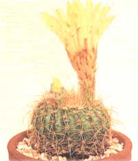Нотокактус солнцелюбівих - Notocactus apricus