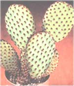 Опунція рудо-червона - Opuntia rufida