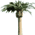 пальми