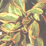 Пеперомия клузіелістная - Peperomia clusiaefolia