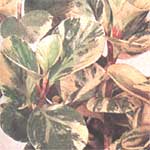 Пеперомия магнолелистна - Peperomia magnoliaefolia