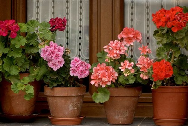 Герань (Pelargonium) - Рослини для кожної з кімнат Герань (Pelargonium) - Растения для комнат