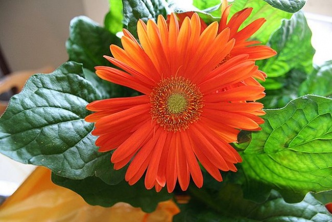 Гербера (Gerbera jamesonii) - Рослини для кожної з кімнат Гербера (Gerbera jamesonii) - Растения для комнат