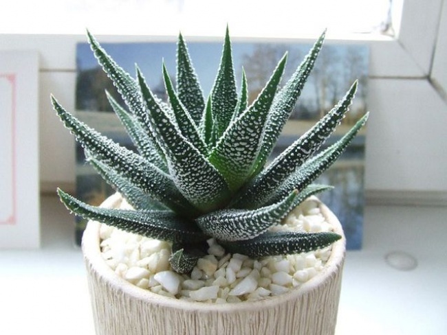 Алое Віра (Aloe vera) - Рослини для кожної з кімнат Алоэ Вера (Aloe vera) - Растения для комнат