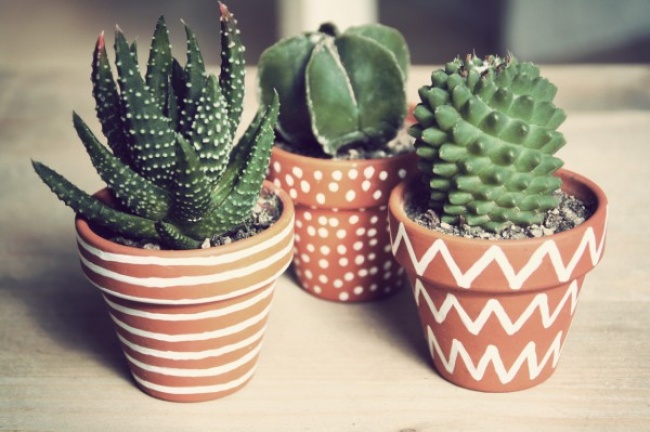 Кактус (Cereus peruvianus) - Рослини для кожної з кімнат Кактус (Cereus peruvianus) - Растения для комнат