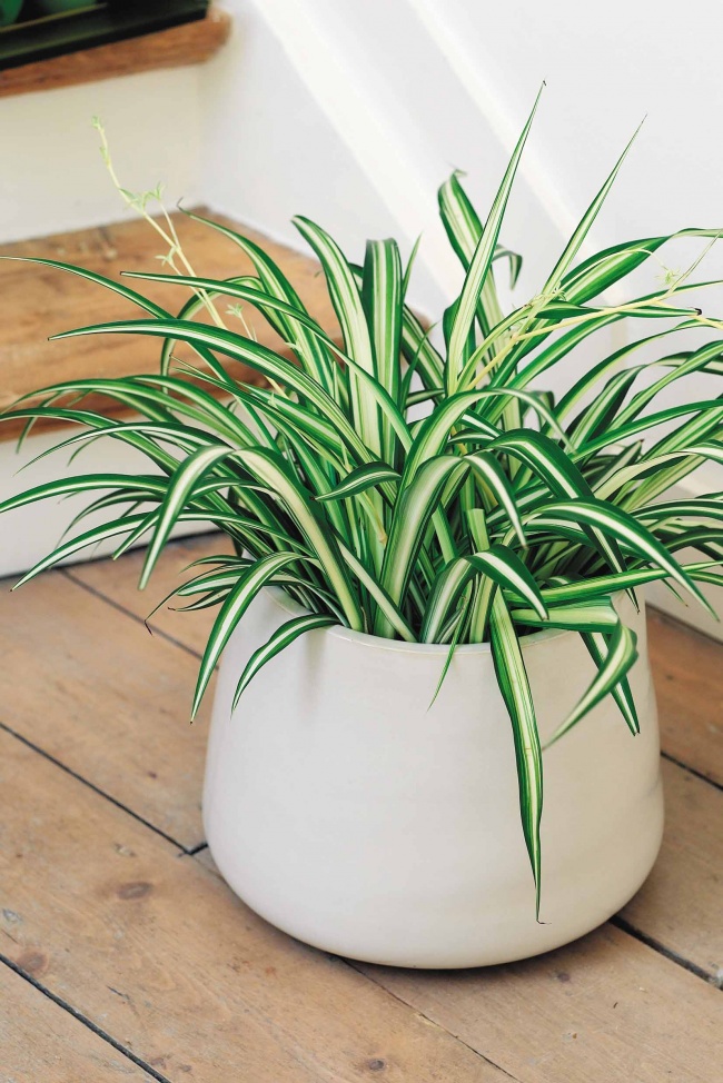 Хлорофітум (Chlorophytum comosum) - Рослини для кожної з кімнат Хлорофитум (Chlorophytum comosum) - Растения для каждой из комнат