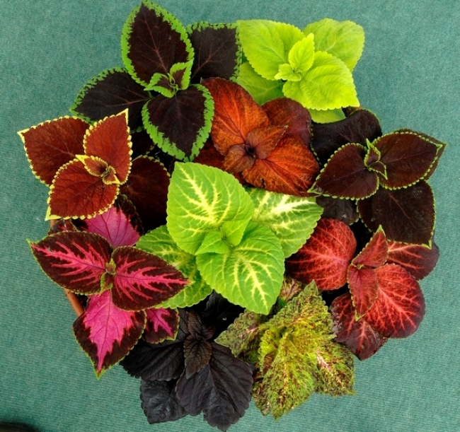 Колеус (Solenostemon) - Рослини для кожної з кімнат Колеус (Solenostemon) - Растения для комнат