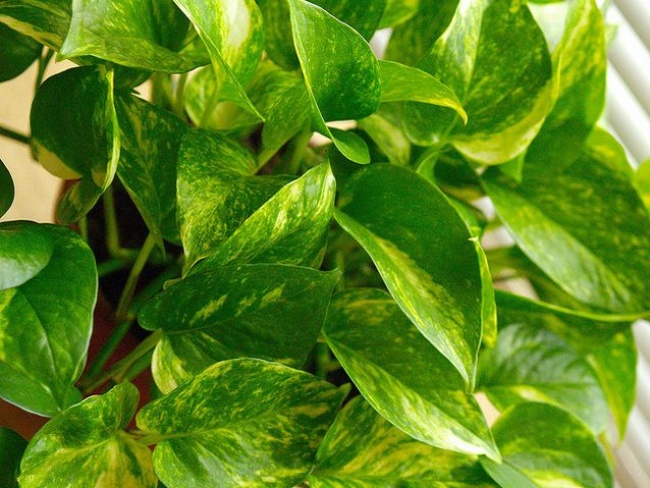 Золотий потос (Scindapsus aures) - Рослини для кожної з кімнат Золотой потос (Scindapsus aures) - Растения для комнат
