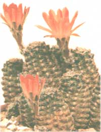 Ребуція карликова - Rebutia pygmaea