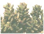 Очиток красноокрашенний - Sedum rubrotinctum