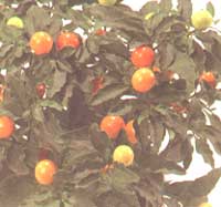 Паслін ложноперечний - Solanum pseudocapsicum