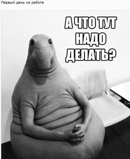 Ждунов - наймиліший мем Ждун — самый милый мем