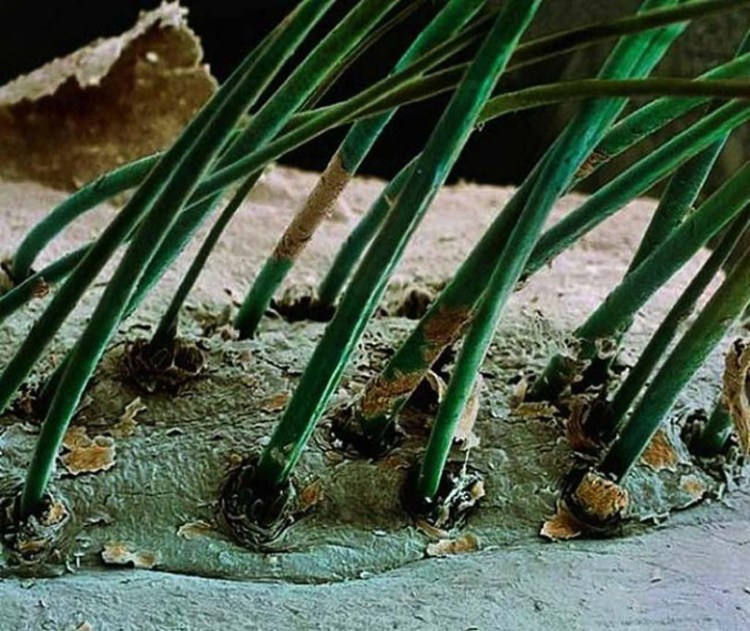 50х зум человеческих ресниц - 30+ Фотографий под Микроскопом