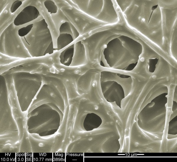 Скорлупа куриного яйца (3900-кратное увеличение) - 30+ Фотографий под Микроскопом