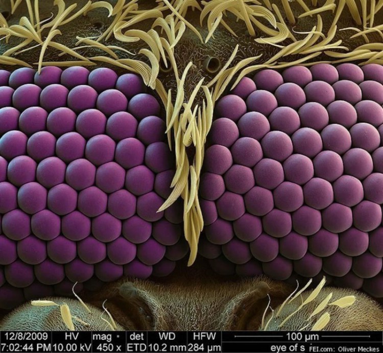 Глаза комара - 30+ Фотографий под Микроскопом