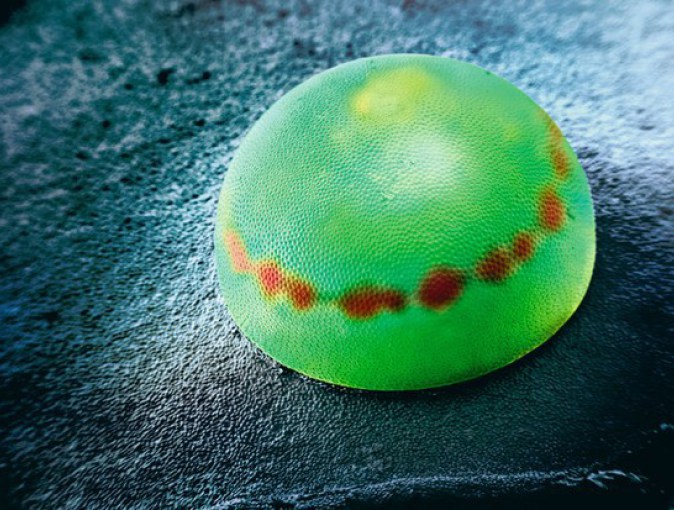 Яйцо бабочки Морфо Пелеидес - 30+ Фотографий под Микроскопом