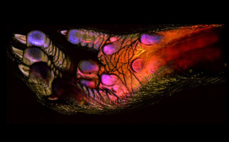 100 кратное увеличение ноги взрослой мыши - 30+ Фотографий под Микроскопом