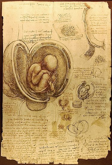 Ембріон людини. Малюнок Леонардо да Вінчі (бл. 1510-1513)