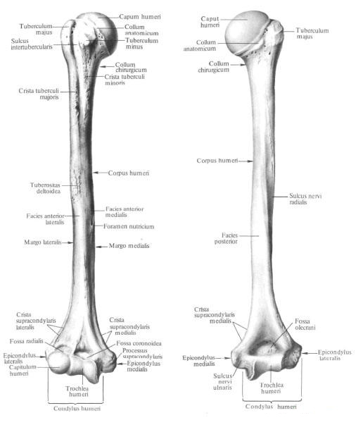 Плечова кістка