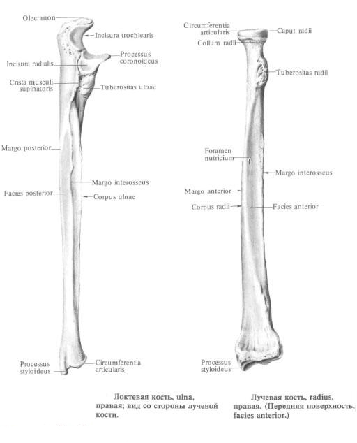 Ліктьова кістка