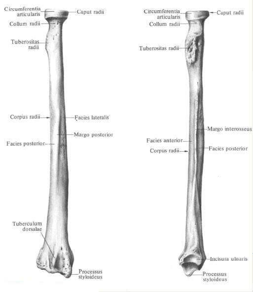 Processus styloideus radii