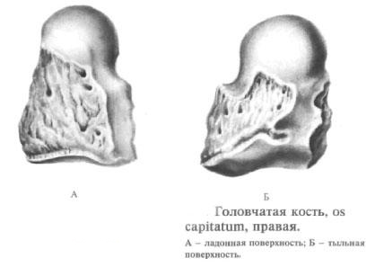 головчатая кістка